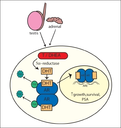 Intracellular Metabolism Of Androgens Ar Androgen Re Open I