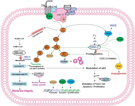 Cox 2 And Hmg Coa Reductase Pathway And Its Associated Open I