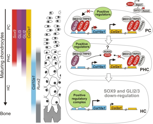 A Model For Sox9 Control Of Differentiation Phasespe Open I 6448