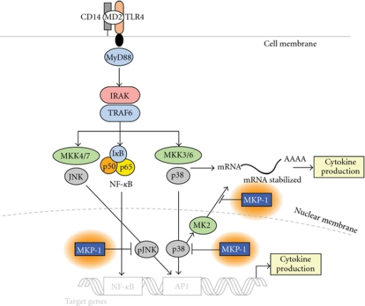 Mapk Activation And Regulation Via Mkp 1 Bacterial Lps Open I