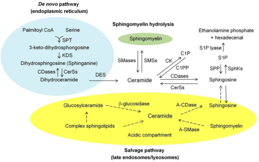 Metabolism Of Sphingolipids Ceramide Can Be Generated Open I