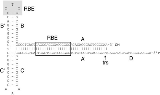 Secondary structure of the AAV2 ITR. The AAV2 ITR serve | Open-i