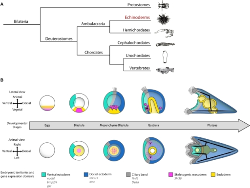 Position Of Echinoderms In Phylogeny Of Bilateria And E | Open-i