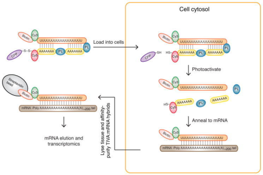 The TIVA-tag is a multifunctional, caged mRNA-capture m | Open-i