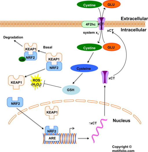 A summary of the KEAP1/NRF2 pathway regulating xCT expr | Open-i