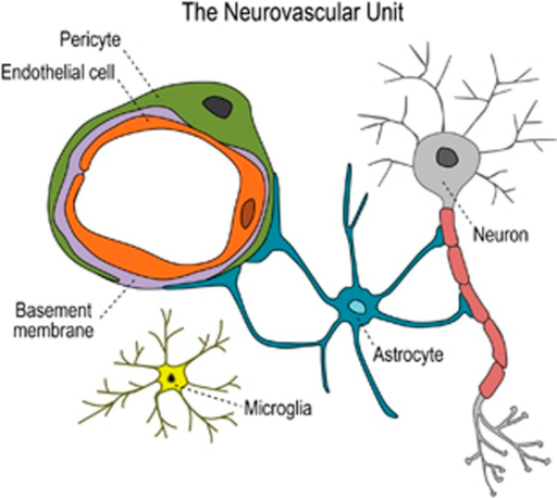 Diagram of the neurovascular unit. The neurovascular un | Open-i