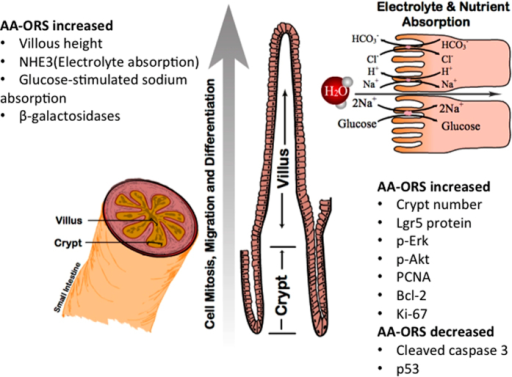 Schematic figure of small intestinal villus and enteroc Open i