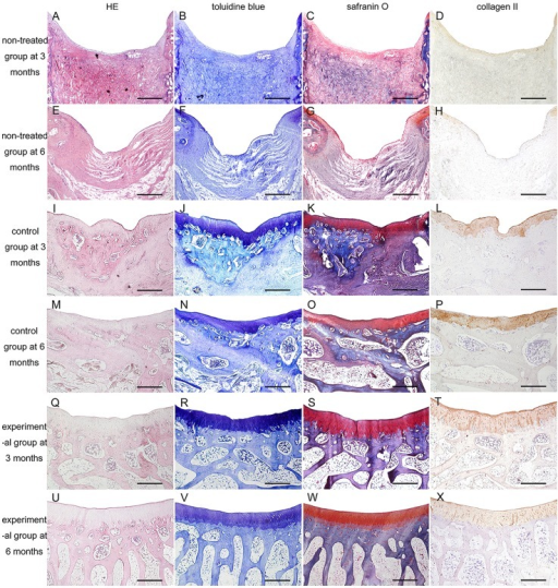 Histological And Immunohistochemical Analyses Of Repair Open I