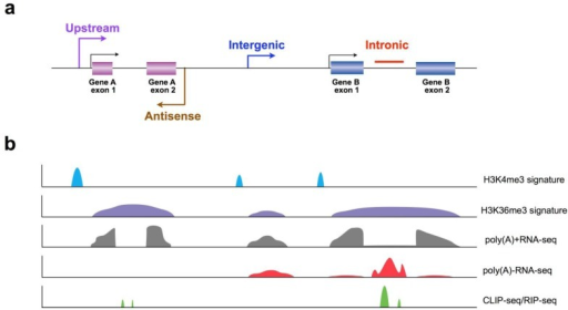 Schematic Diagram Of Long Noncoding Rna Discovery And F Open I