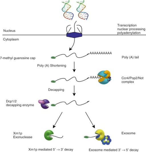 Mechanism Of Messenger RNA (mRNA) Degradation. The Degr | Open-i