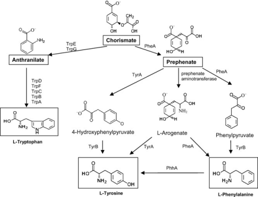 Proposed pathway for the biosynthesis of aromatic amino | Open-i