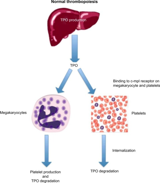 Normal thrombopoiesis.Notes: The liver secretes TPO at | Open-i