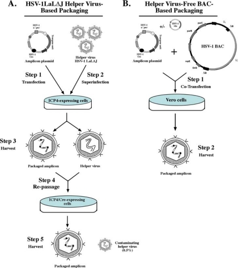 Schematic Representation Of The Latest Packaging System 