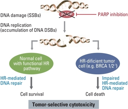 Mechanism For Synthetic Lethality In BRCA1/2 Deficient | Open-i