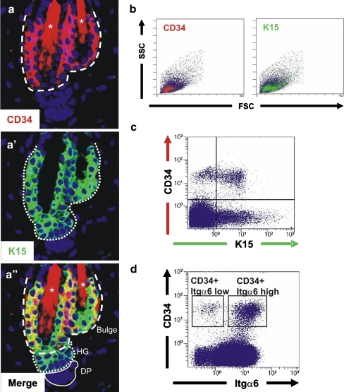 CD34 is a marker of follicular stem cells. Immunofluore | Open-i