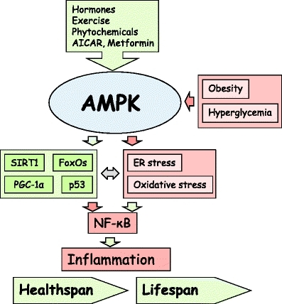 How To Increase Ampk For Fat Burning And Longevity Siim Land