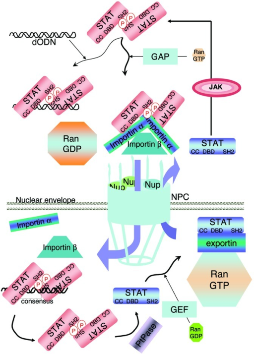 Figure 3. STAT3 nuclear entry. The tyrosine phosphoryl | Open-i