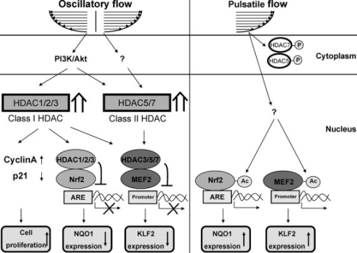 Schematic diagram of HDAC signalling and its modulation | Open-i