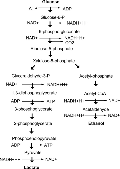 The phosphoketolase pathway. | Open-i