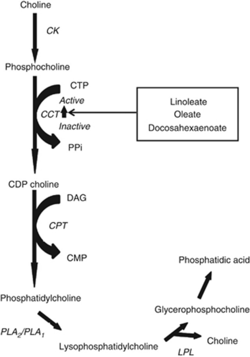 The Kennedy Pathway Of Phosphatidylcholine Synthesis An | Open-i