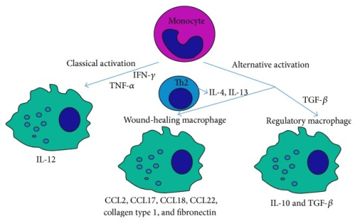 The divergent macrophage activation pathway. Macrophage | Open-i