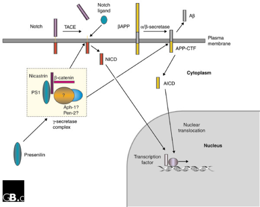 The Role Of Presenilins In The γ-secretase Cleavage Of 