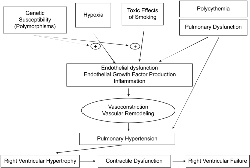 Pathophysiology of PH and right ventricular dysfunction | Open-i