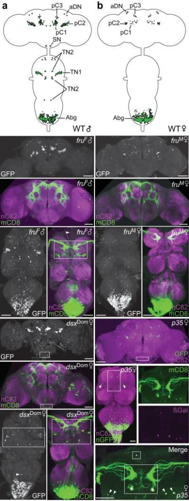 Dsxgal4 Expression In Cnss Of Frum Males And Females E Open I