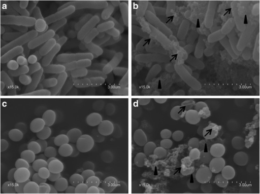 The Morphology Of Escherichia Coli Atcc And Staph Open I The Morphology Of Escherichia Coli Atcc And Staph Open I