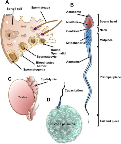 The Remarkable Anatomy And Life History Of A Sperm Cell Open I 