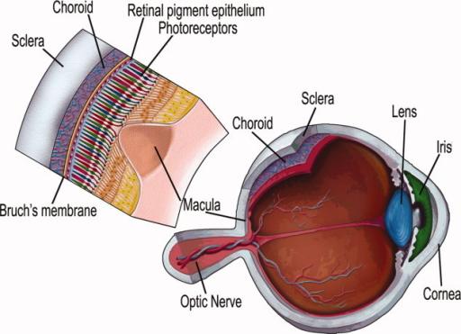 A schematic of the human eye showing the location of th | Open-i