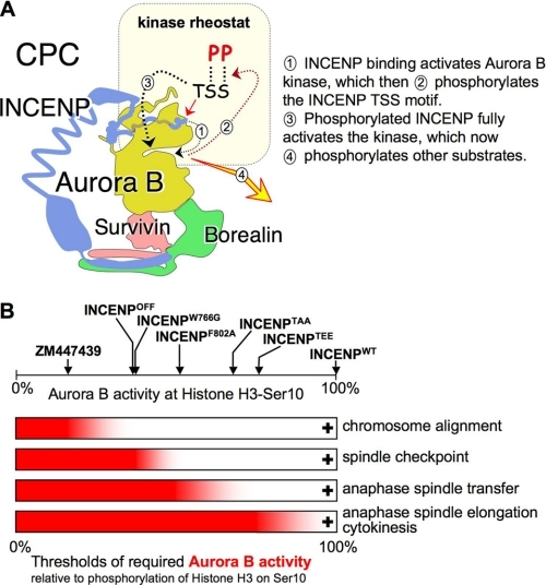 An INCENP-mediated Aurora B Gradient Pool Is Required T | Open-i