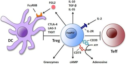 Mechanisms Of Treg-mediated Immune Suppressiontreg Supp 