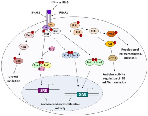 Type I Ifn Signaling Type I Ifns Bind To A Heterodimer Open I 1218