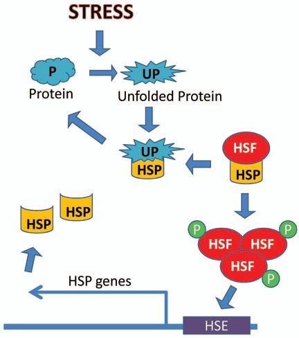 Heat Map Of Heat Shock Transcription Factor Hsf Samples Collected At