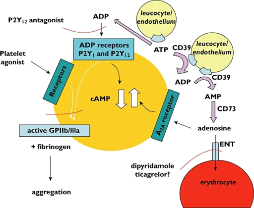 Mechanisms involved in adenosine production and removal | Open-i