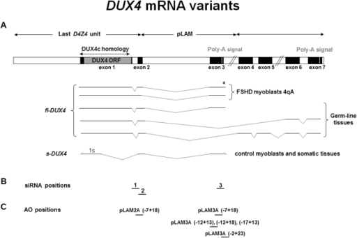 DUX4 mRNA variants and positions of the siRNA and AOs t | Open-i