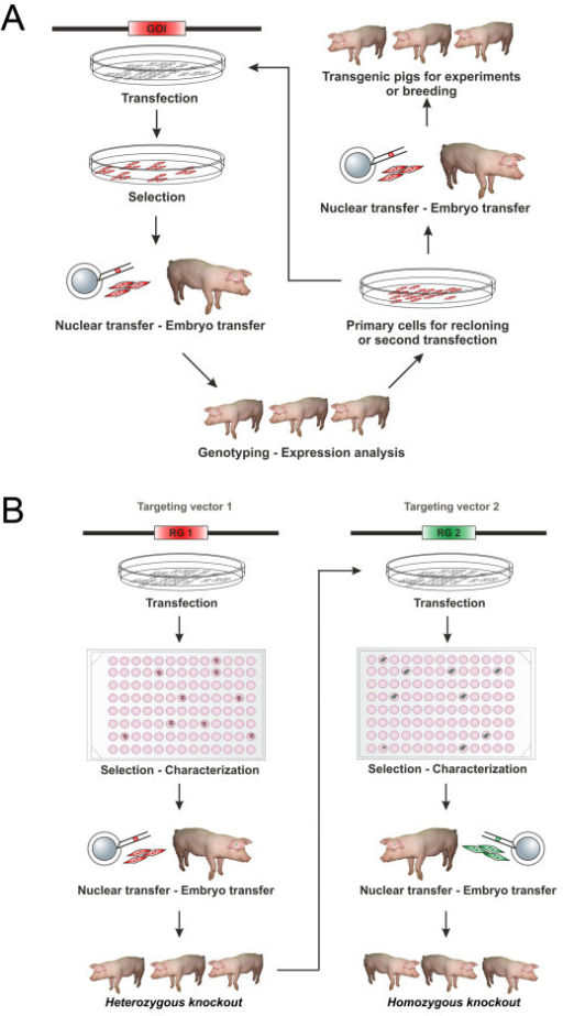 Generation of transgenic pigs by additive gene transfer | Open-i