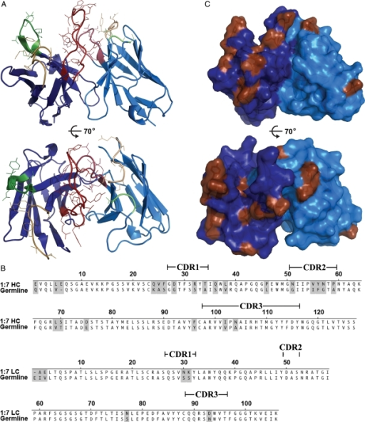 Crystal structure of scFv 1:7. The crystal structure of | Open-i