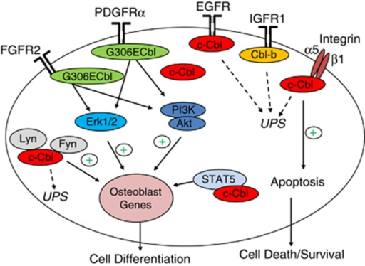 Signaling Pathways And Mechanisms Involved In C-Cbl-med | Open-i