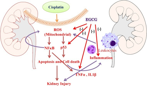 Schematic diagram of protection mechanism of EGCG in ci | Open-i