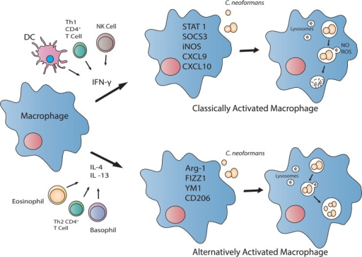 The activation status of the macrophage directly influe | Open-i