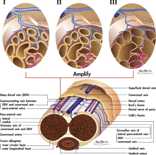 An Illustration Showing The Penile Erection Process Th Open I 8963