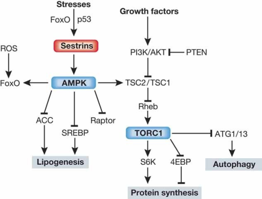 Role of Sestrins in cell signallingSesn regulates AMPK- | Open-i