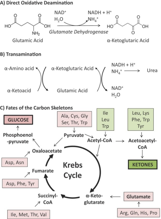 Кето аминокислоты. Glutamate Pathway. Urea Cycle oxidative deamination. Глутамат дегидрогеназы.