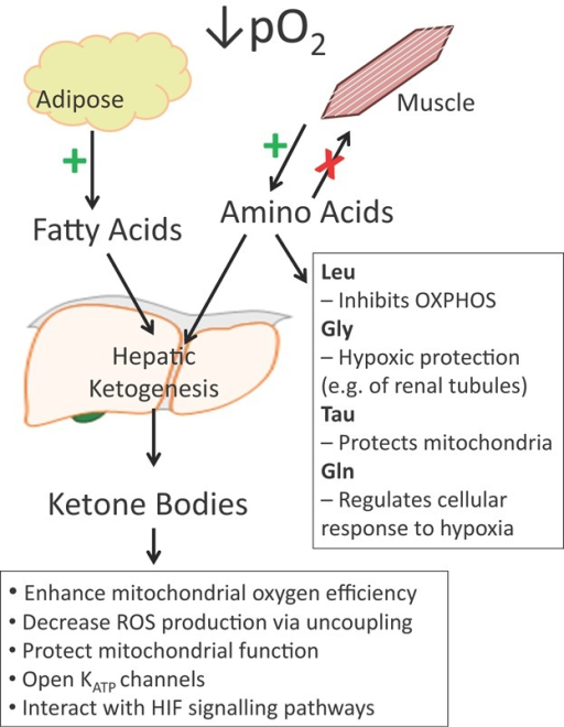 Sustained exposure to hypobaric hypoxia results in cach | Open-i