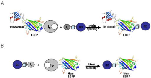 In vivo conjugation of QDs to the C- or N-terminus of t | Open-i