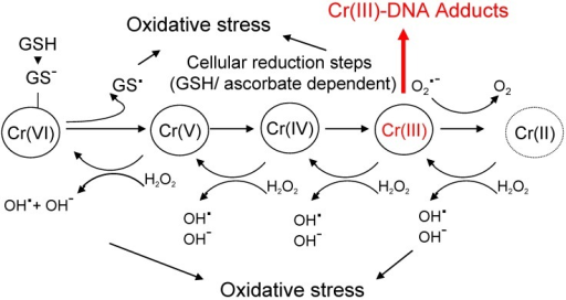 Carcinogenic mechanisms of chromium compounds. Chromium | Open-i