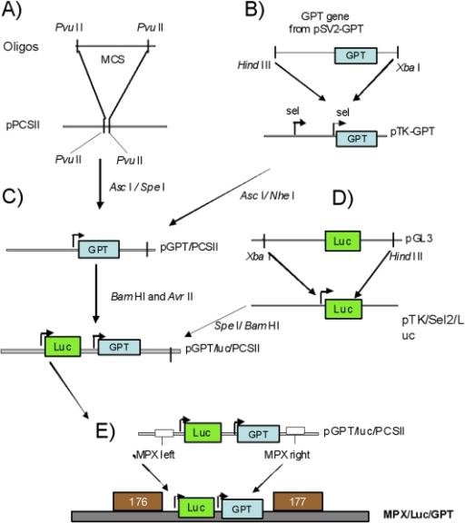 Construction of MPXV-Luc+viruses.A) Two synthetic DNA f | Open-i