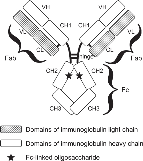 Structure of human IgG1 antibody. The Mabs of human IgG | Open-i